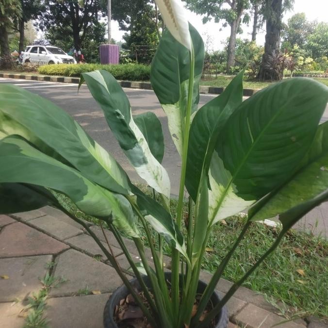 Tanaman Hias Peace Lily Variegata Jumbo