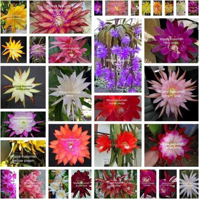 Tanaman hias paket 32 bibit tanaman Wijaya Kusuma jenis bunga