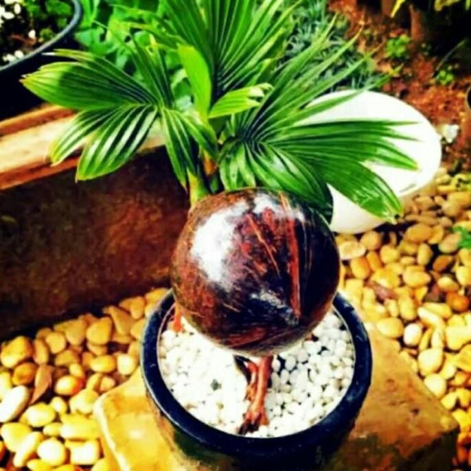 Tanaman hias hidup bonsai kelapa yang sudah jadi indoor outdoor