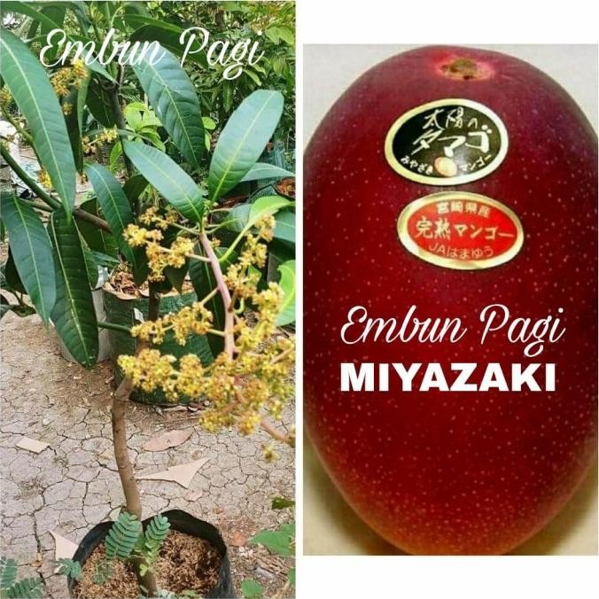 Bibit Pohon Mangga Import Miyazaki Tinggi 1 Meter