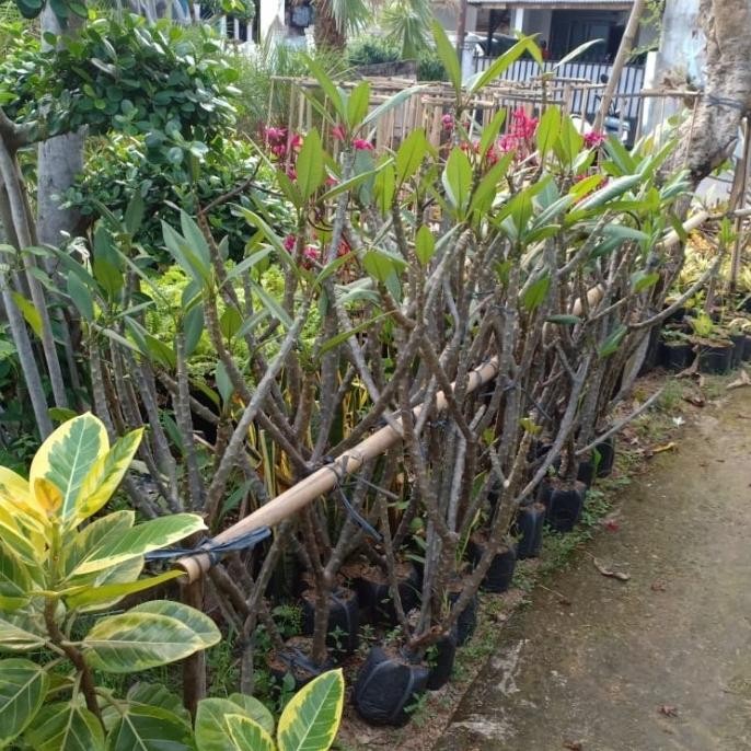 Tanaman Hias Kamboja Bali Merah Kecap Tinggi 1 Meter TERLARIS