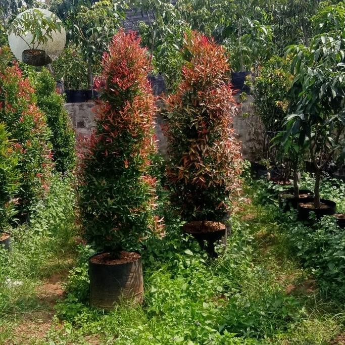 pohon hias pucuk merah batang besar rimbun tinggi 1,5 meter