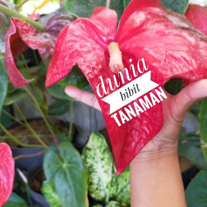 Tanaman hias anthurium bunga besar merah tua