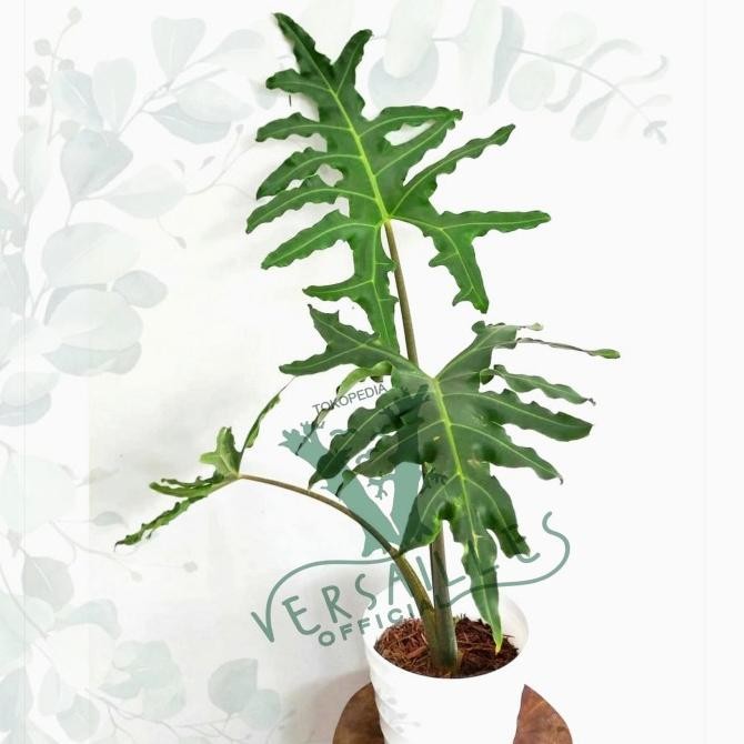 Tanaman Hias Bunga LIMITED Alocasia Portei Langka Rare Alokasia