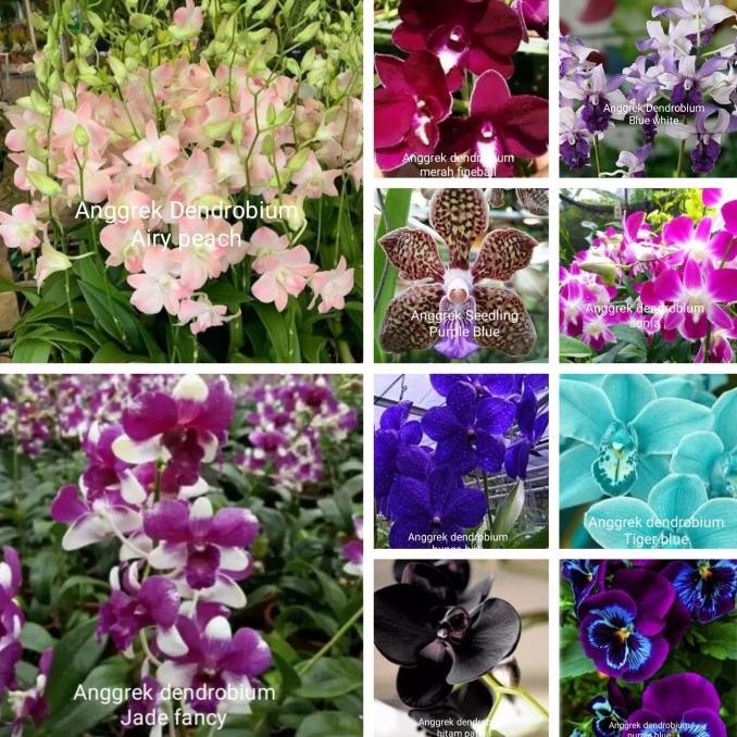 Tanaman hias anggrek dendrobium paket 10 macam rupa bunga