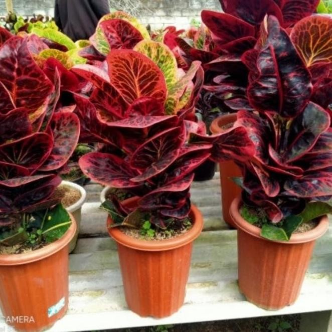 INSTAN TANAMAN HIAS PURING APEL BUSARIN / PURING BUSARIN LARIS