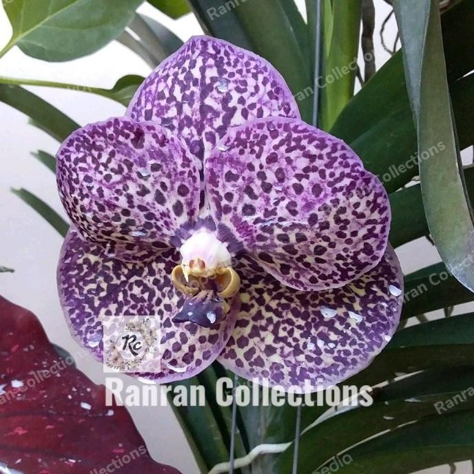 Bibit Tanaman Hias Gantung Anggrek Vanda Golden Purple Butterfly UNIK
