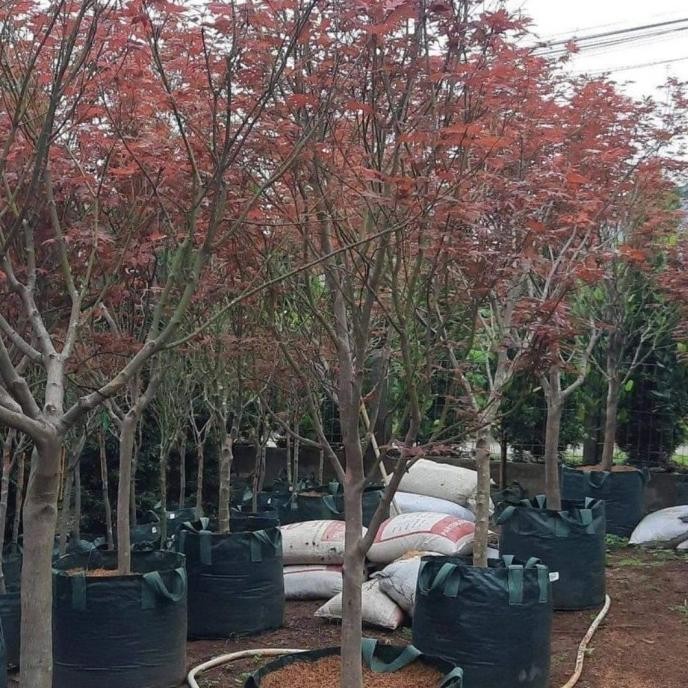 Murah ! Tanaman Hias Red Maple Tinggi 2 Meter