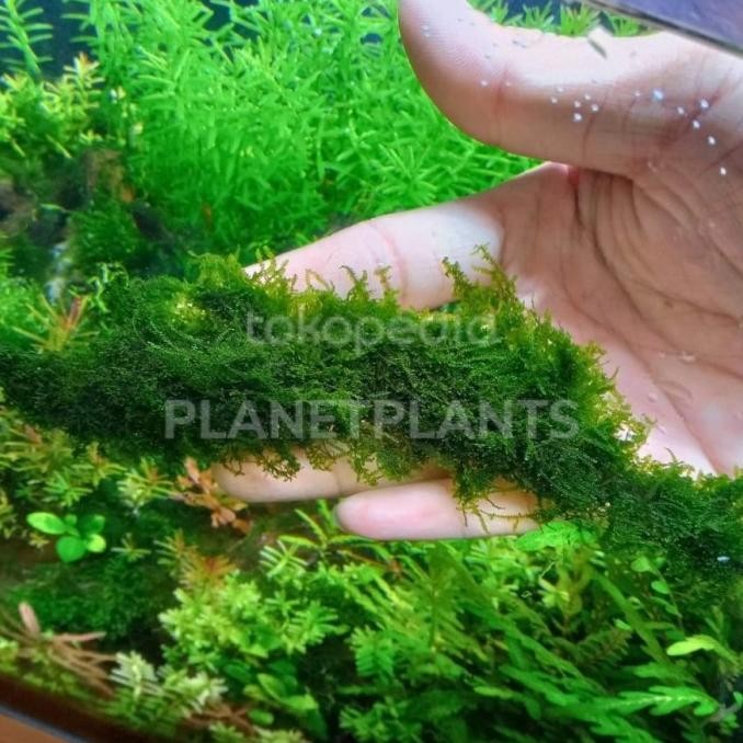 RARE JAVA SPRING MOSS AKA MOSS MINI WEEPING TANAMAN AQUASCAPE