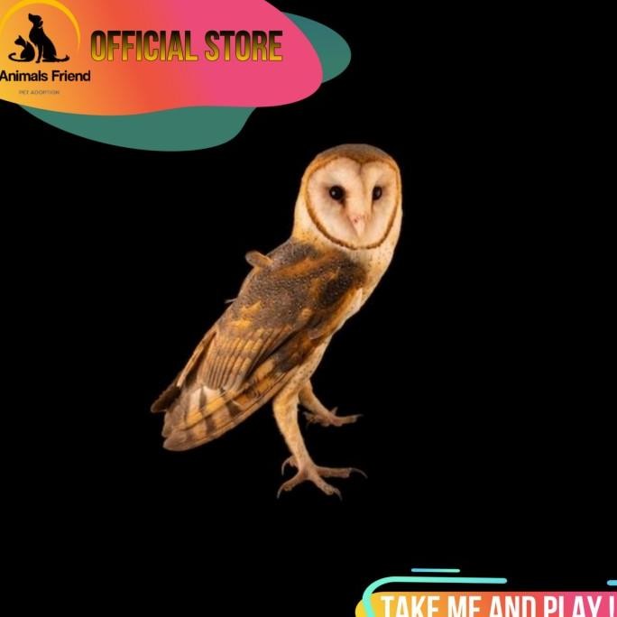 BURUNG HANTU TYTO ALBA / BARN OWL