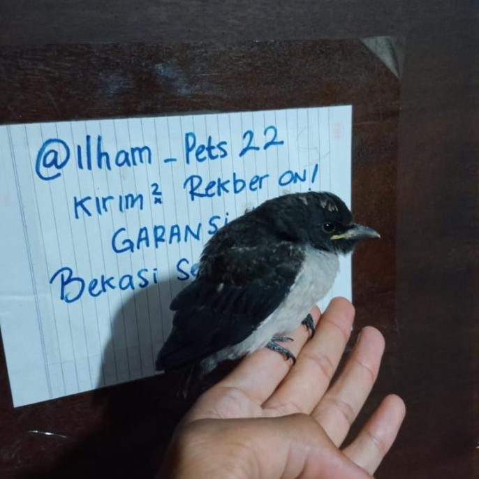 

burung kekep babi