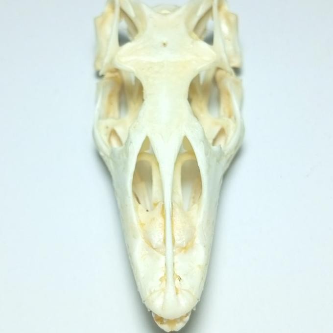 AWETAN TENGKORAK HEWAN ASLI INDONESIA V. SALVATOR