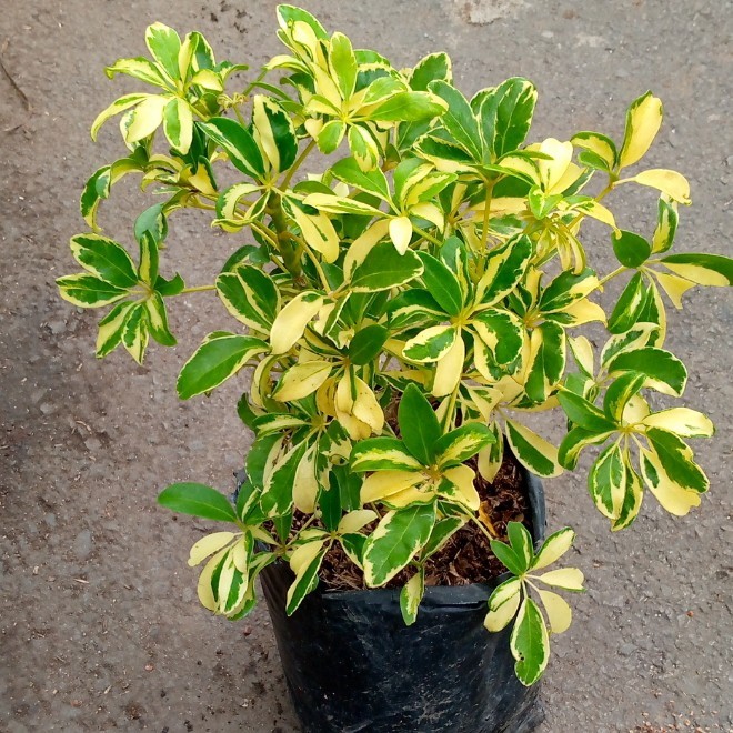 

Wali Songo/Tanaman Hias/Tanaman Hias Wali Songo Varigata Kuning Rimbun