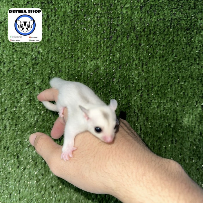 TERBARU Sugar Glider TPM True Platinum Mozaik