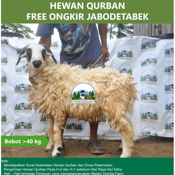 

DP Hewan Qurban Domba / Kambing Kurban Bobot 25 kg, 30 kg atau 35 kg