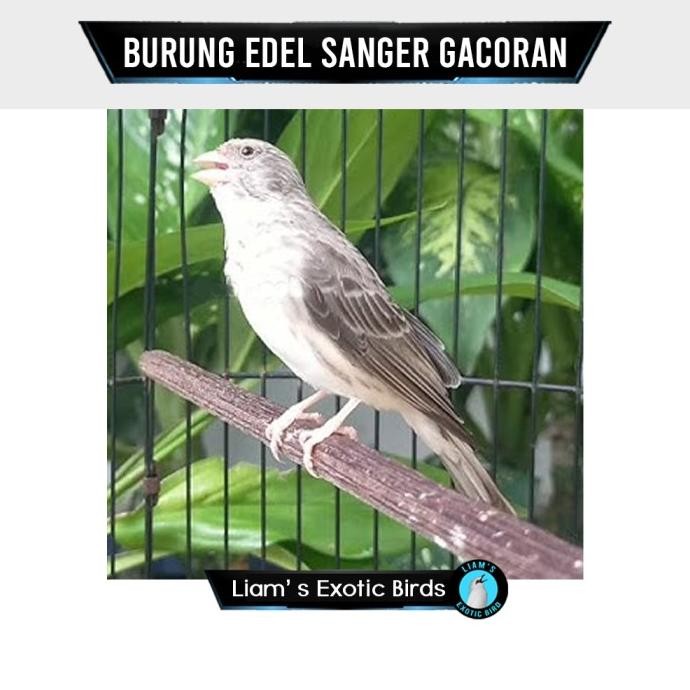 Burung Edel Sanger Jantan Gacor Istimewa Fullset