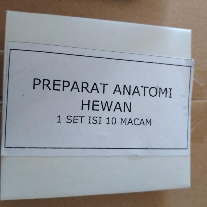 Preparat anatomi hewan