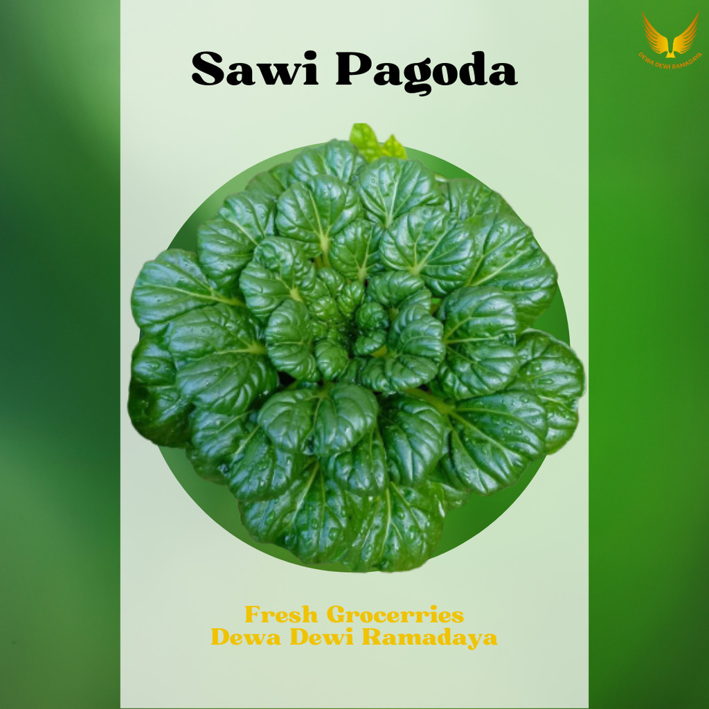

Sawi Pagoda Organik Dewa Dewi Rama Daya