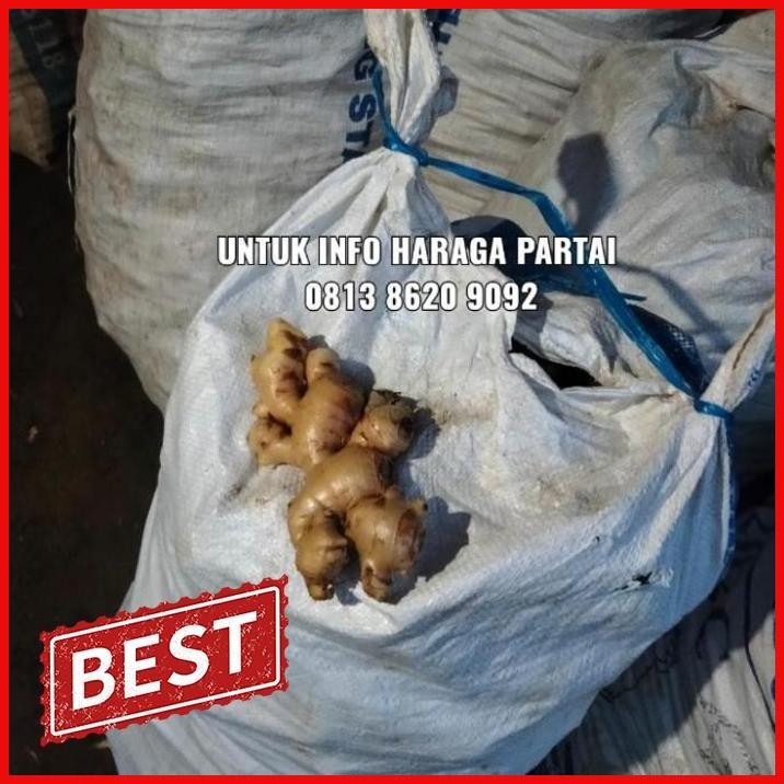 

[MHD] JAHE PUTIH SEGAR DAN BERSIH / JAHE GAJAH BESAR TUA / GINGER