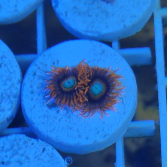 

Premium Zoa Zoanthid Tequila