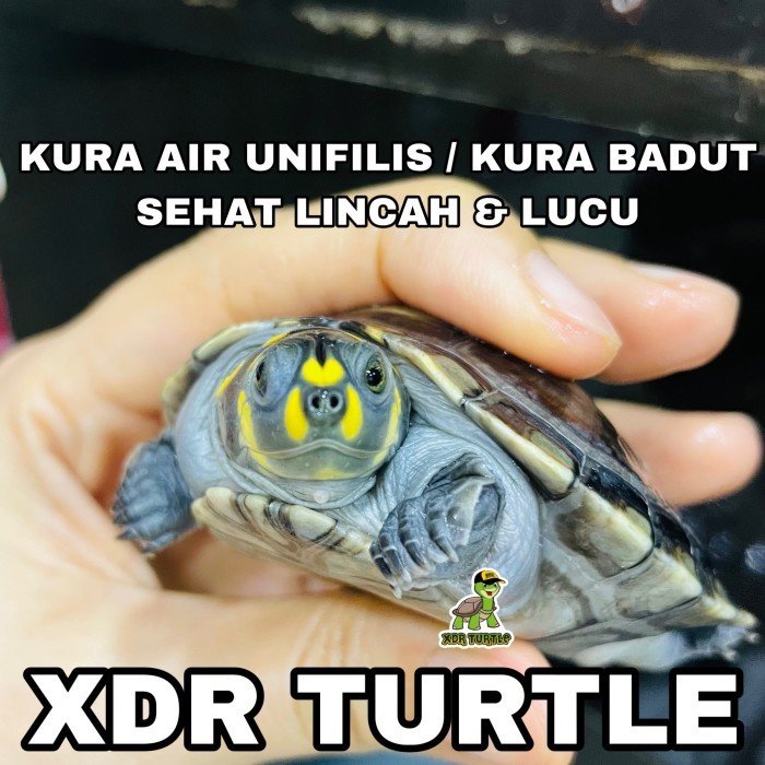 KURA AIR UNIFILIS BRAZIL DADA MERAH KURA RES ALBINO ANEKA KURA AIR
