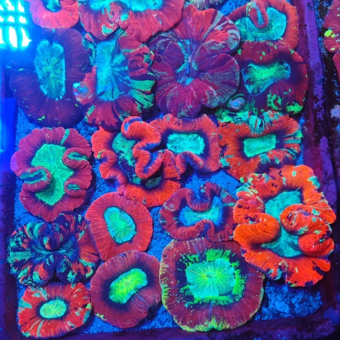 karang otak merah wellsophyllia coral aquarium laut