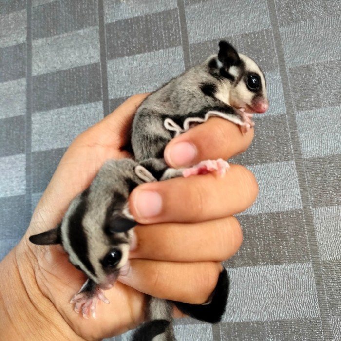 TERBARU sepasang indukan Sugar Glider Classic Grey siap kawin BISA GOSEND