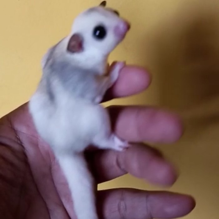TERBARU sugar glider platmoz joey BISA GRAB