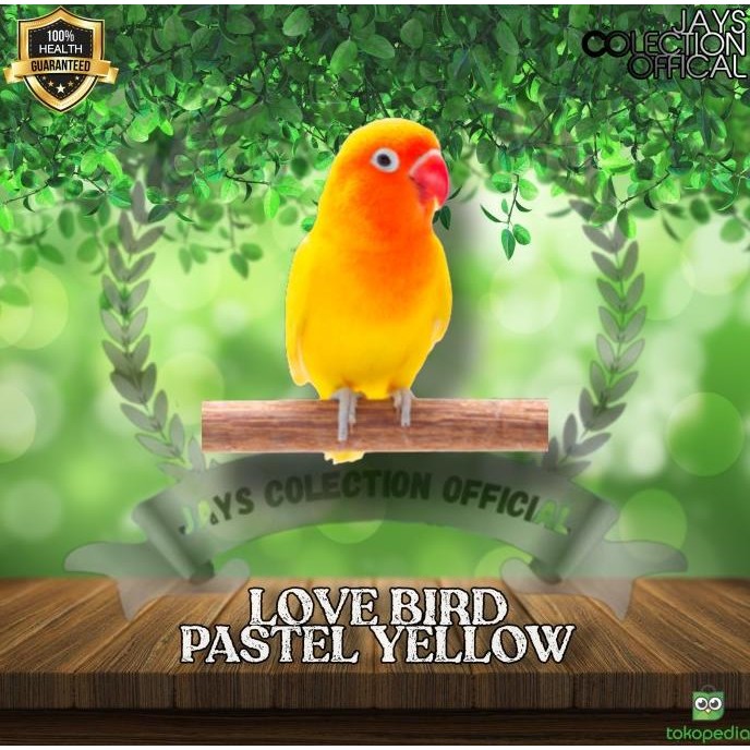 Burung Lovebird Pastel Kuning