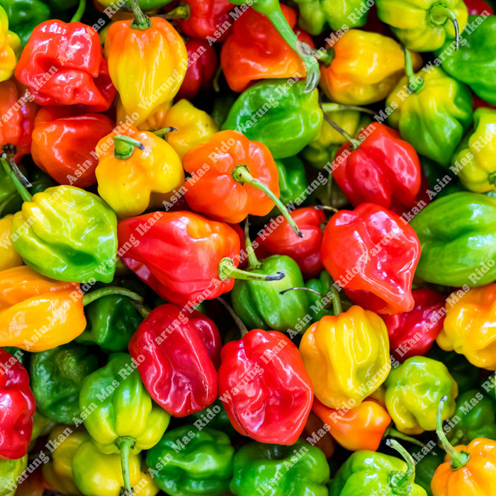 

LIMITED EDITION Cabai Habanero Segar 1 Kg Cabe Pedas Haba Sayur Bumbu Dapur