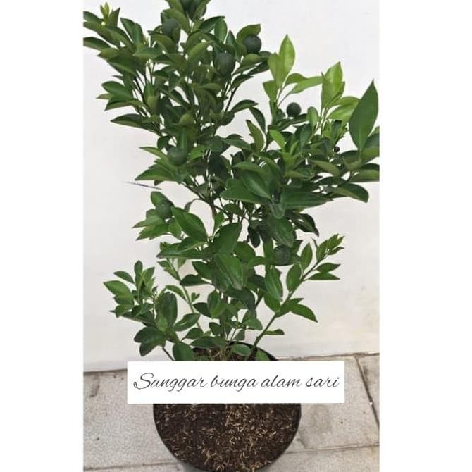 

SALE! TANAMAN POHON BUAH JERUK SONKIP / KASTURI + POT HITAM