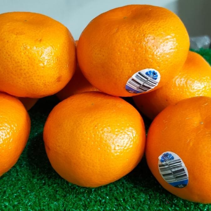 

SALE! JERUK AFOURER GENESISI AUS PER KG