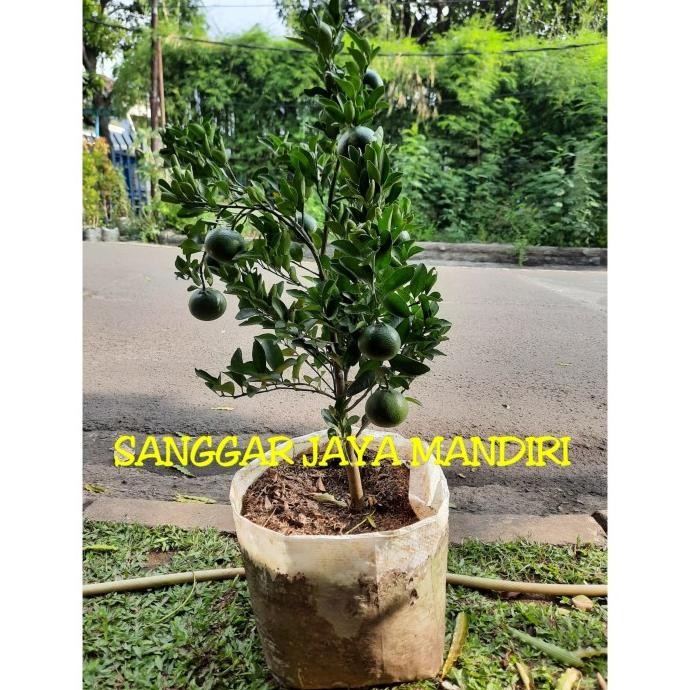 

SALE! POHON JERUK KONDE (MANIS) ORDER VIA OJOL