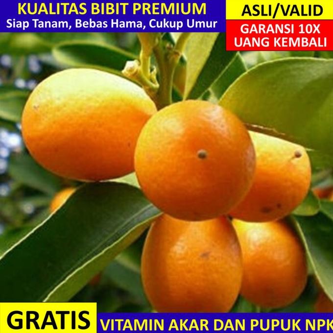 

SALE! BIBIT JERUK NAGAMI ASLI BERGARANSI, POHON JERUK NAGAMI UNGGUL VALID