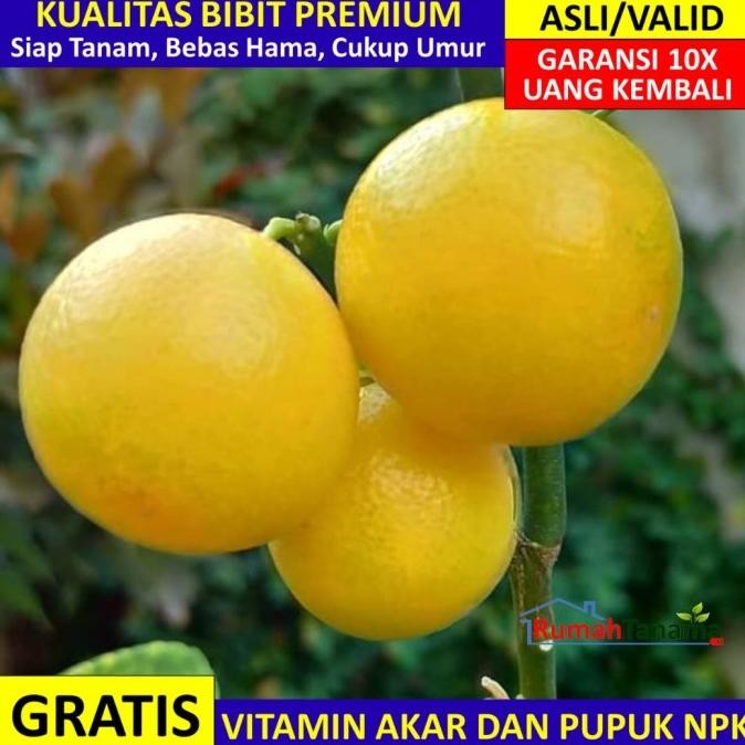 

SALE! BIBIT TANAMAN BUAH JERUK KINTAN UNGGUL MURAH BERGARANSI