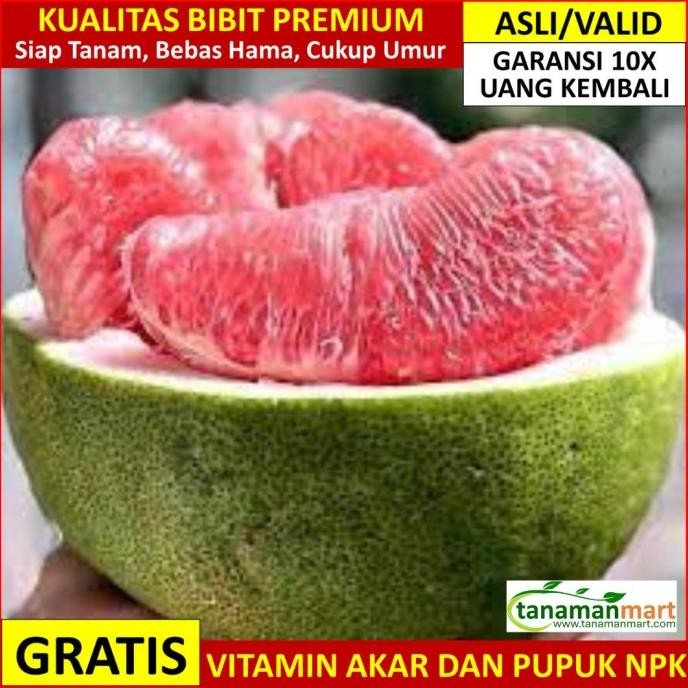 

SALE! BIBIT JERUK PAMELO MADU ASLI BERGARANSI, POHON BUAH JERUK BALI VALID