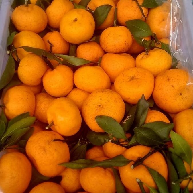 

SALE! BUAH JERUK SANTANG DAUN SANTANG DAUN FRESH IMPORT