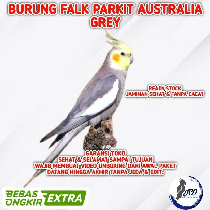 Burung Falk Parkit Australia Grey Burung Parkit Australia Falk Grey