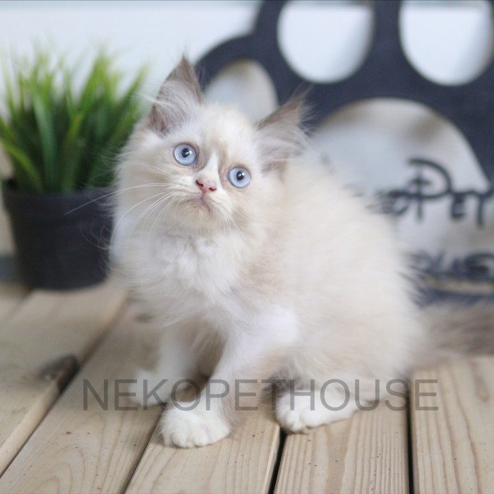 TERBARU Ragdoll Kitten Anak Kucing Ragdoll