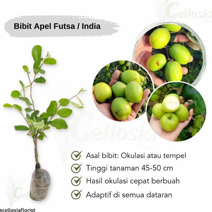 

Bibit Tanaman Buah Apel Putsa / Futsa Apel India MMU