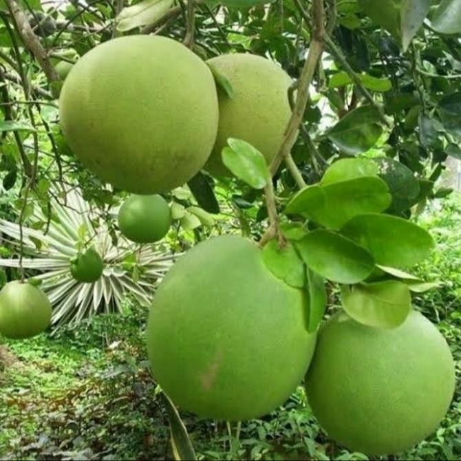 

BIBIT TANAMAN BUAH JERUK PAMELO MADU SUDAH BERBUAH MMU