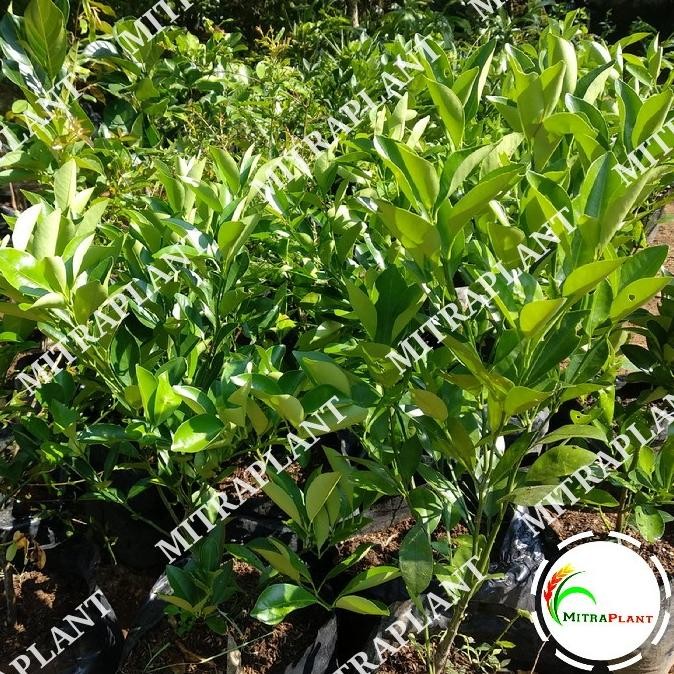 FRES Bibit Pohon Jeruk Santang Madu - Tanaman Buah Jeruk Santang Madu VALID
