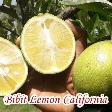 

bibit tanaman buah jeruk lemon california MMU