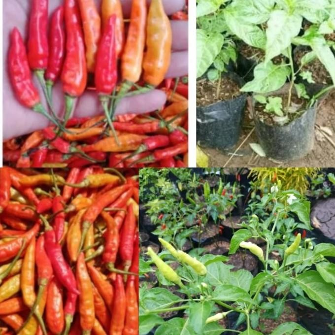 FRES bibit tanaman buah cabai/ cabe setan/ cabe jablay VALID