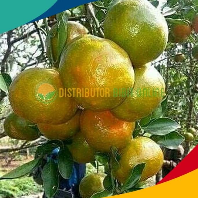 

Bibit tanaman buah jeruk keprok MMU