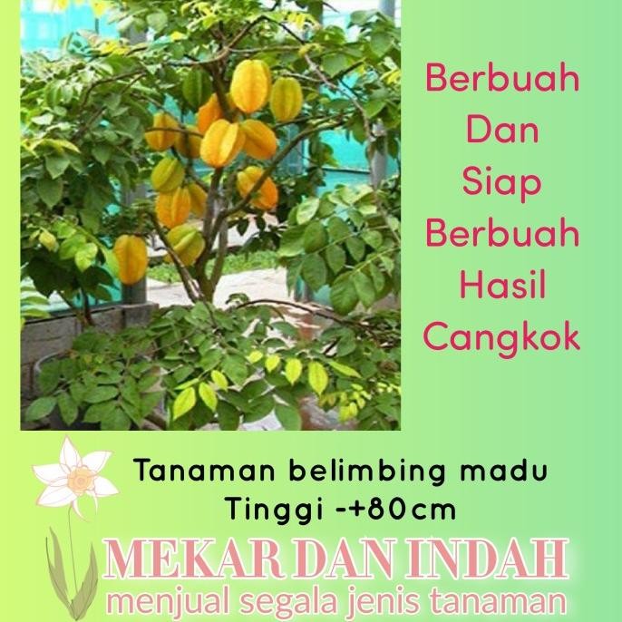Tanaman belimbing madu, pohon buah belimbing dewi madu MMU