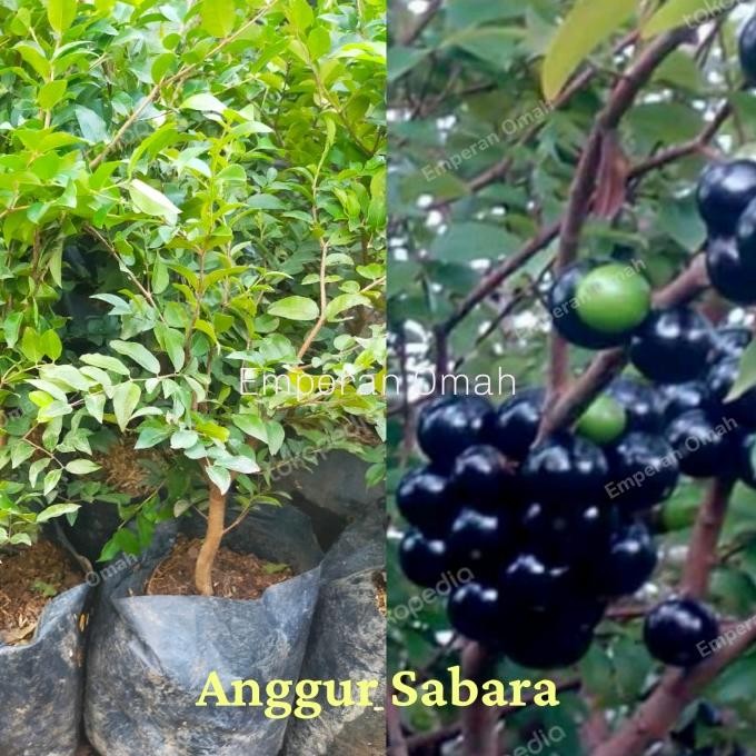 

Bibit Tanaman Buah Anggur Bril Sabara MMU