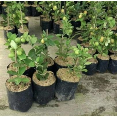 

Bibit Tanaman Buah Jeruk Lemon Sudah Berbuah MMU