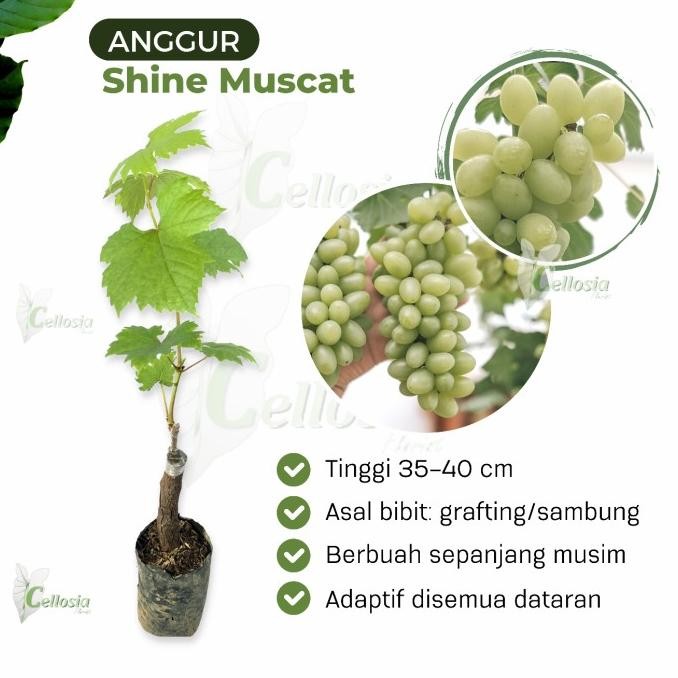 

Bibit Tanaman Buah Anggur Import Shine Muscat MMU