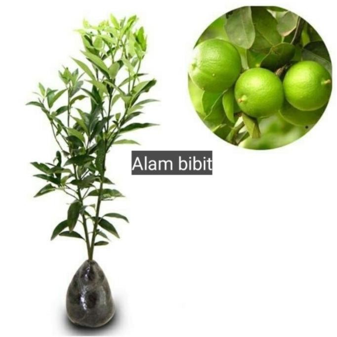 

DATANG Bibit Tanaman Buah Jeruk Nipis Okulasi Cepat Berbuah SUPER MMU